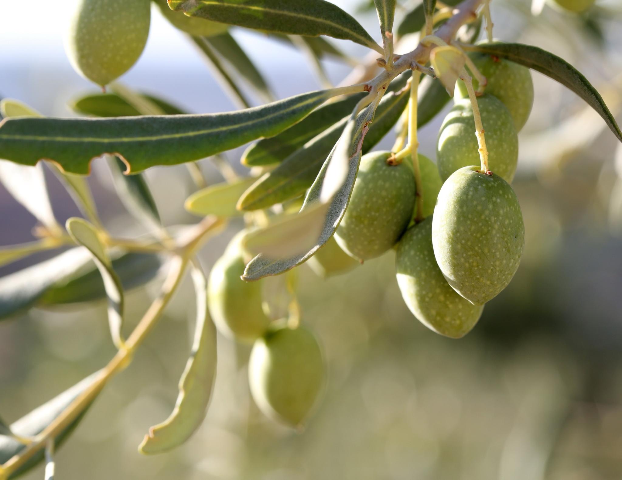 Tonda Iblea, Moresca, Verdese: tre cultivar siciliane a confronto