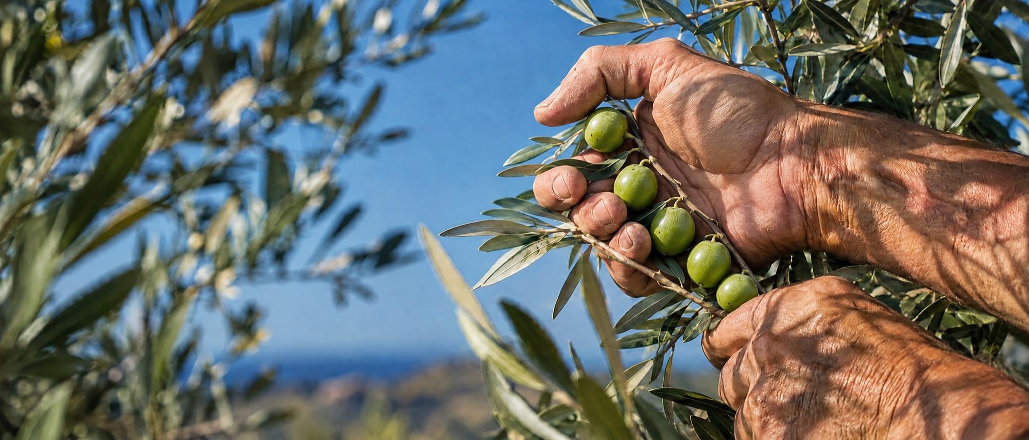 Mani che raccolgono le olive dal ramo: raccolto 2026/2027 di Tenuta Chiaramonte
