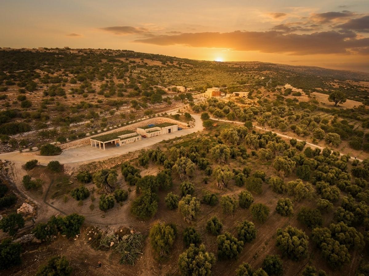 Uliveti biologici sui Monti Iblei a Ragusa, Sicilia